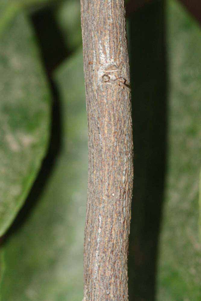              Second - third year twig (Riverside, CA)       